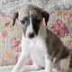 Illustration for article titled Delta Airlines Sends Puppy to Wrong City—Multiple Times